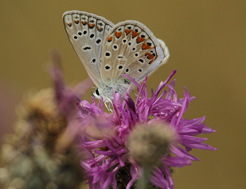 Lysandra punctifera  sobre Centaurea intybacea