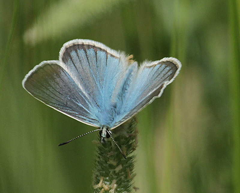 Agrodiaetus damon