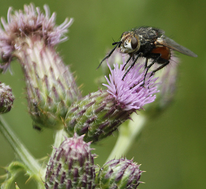 Tachina fera