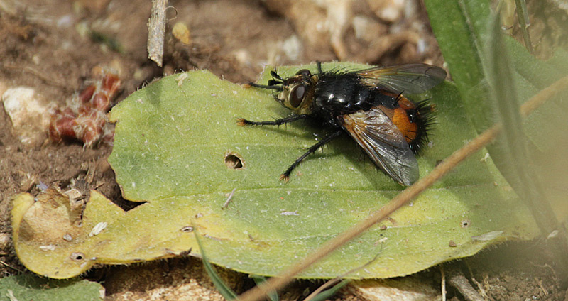 Pararchytas decisus