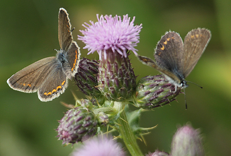 Agrodiaetus thersites