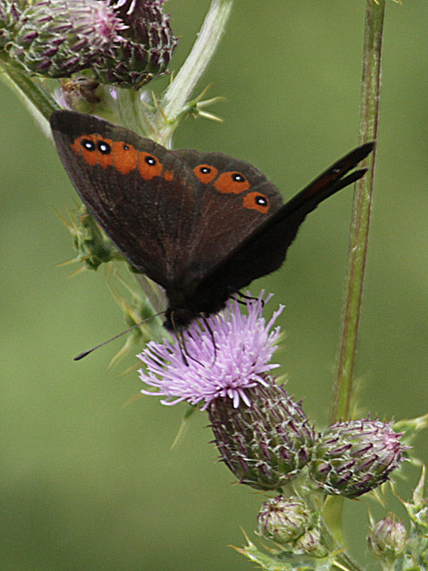 Erebia meolans