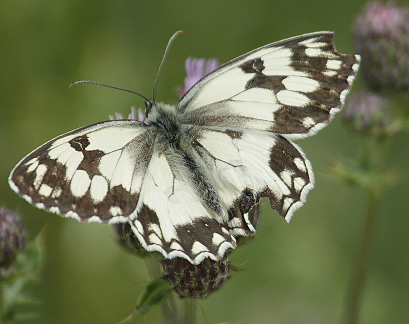 Melanargia galathea