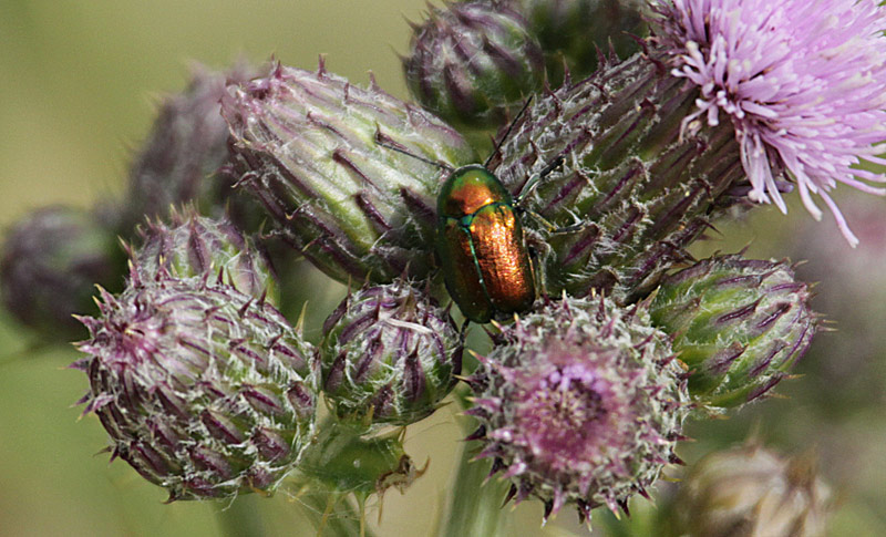 Cryptocephalus sericeus, sobre Calcida blanca