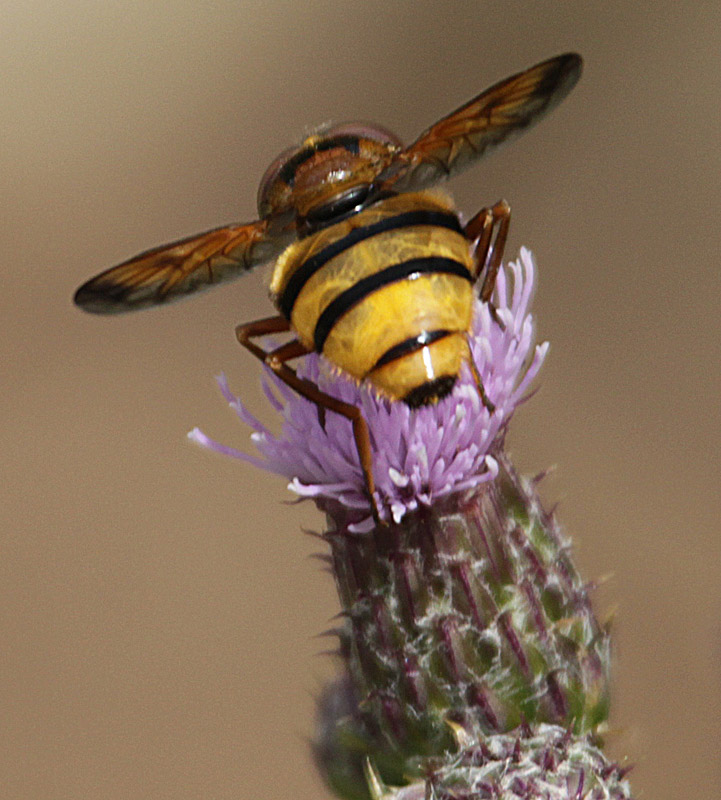 Mosca (Volucella zonaria)