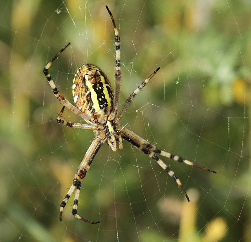 Femella de (Argiope bruennichi)