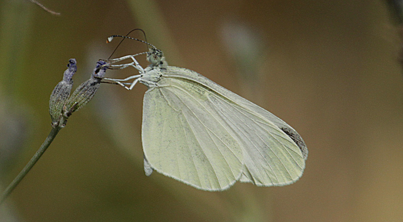 Leptidea duponcheli