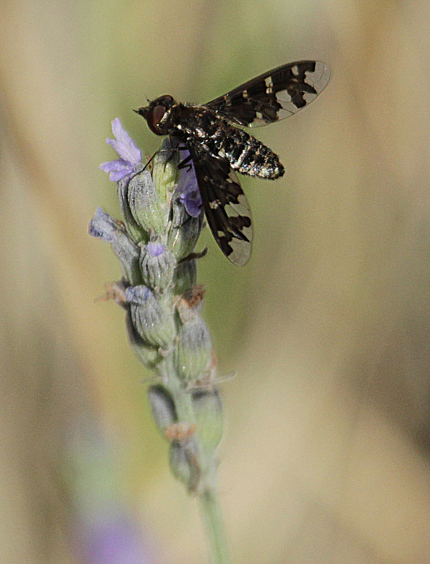 Hemipenthes maura