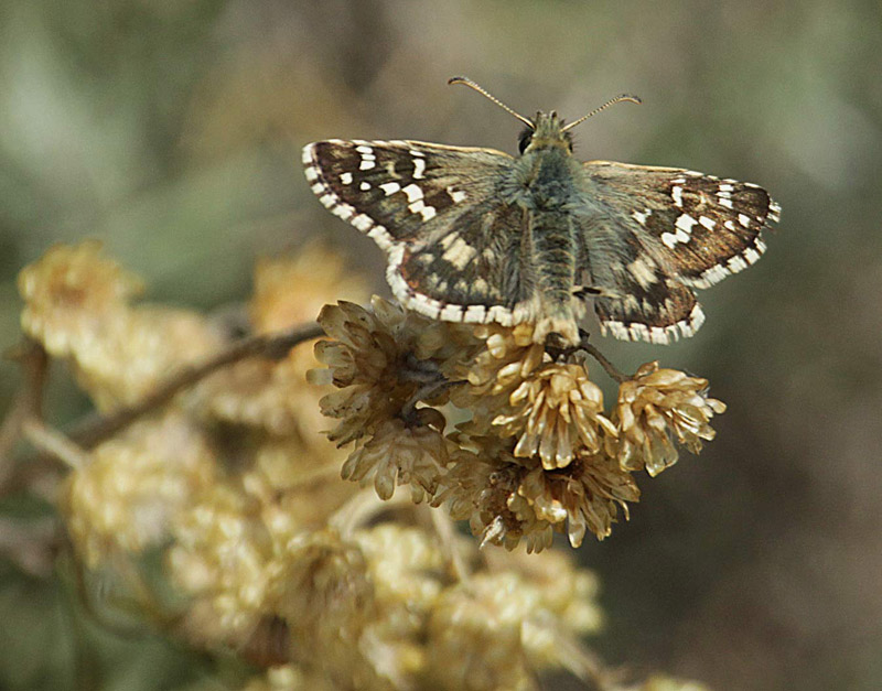 Spialia sertorius