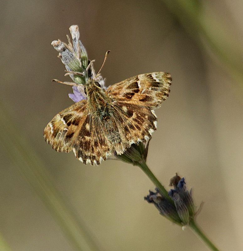 Carcharodus alceae