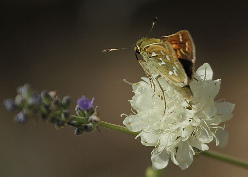 Spialia sertorius,  sobre  Escabiosa blanca