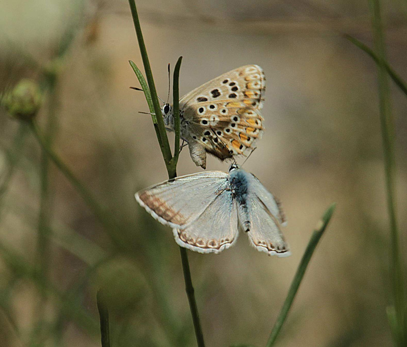 Lysandra punctifera