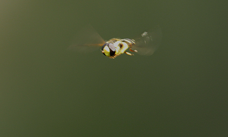 Parasyrphus punctulatus