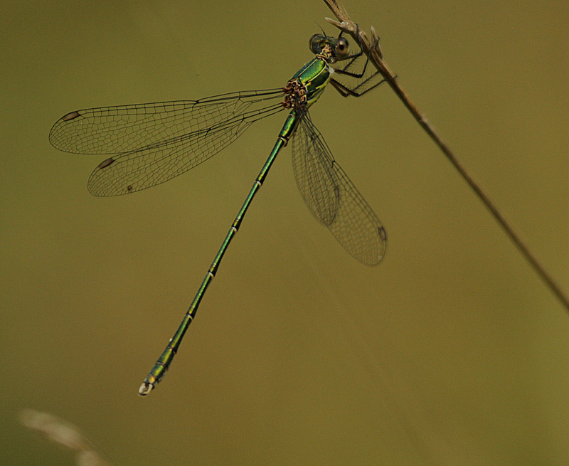 Lestes viridis