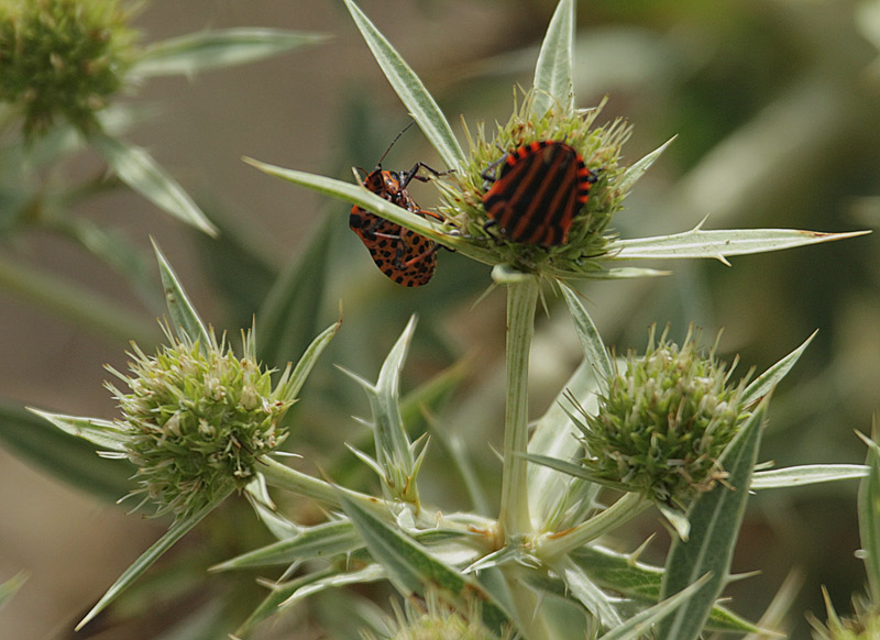 chinche rayada (Graphosoma lineatum italicum)