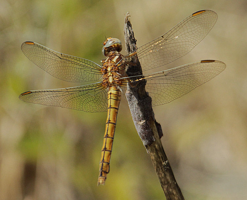 Libèl·lula daurada femella (Crocothemis erythraea)