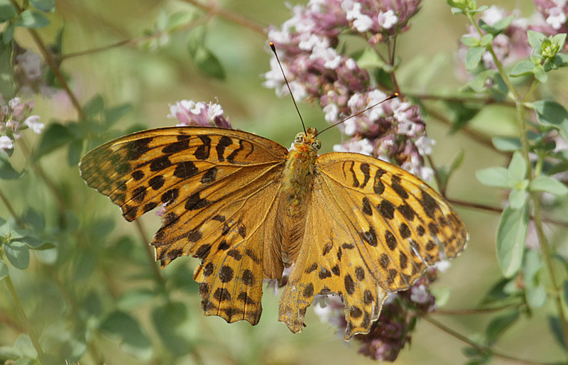 Femella de (Argynnis paphia)