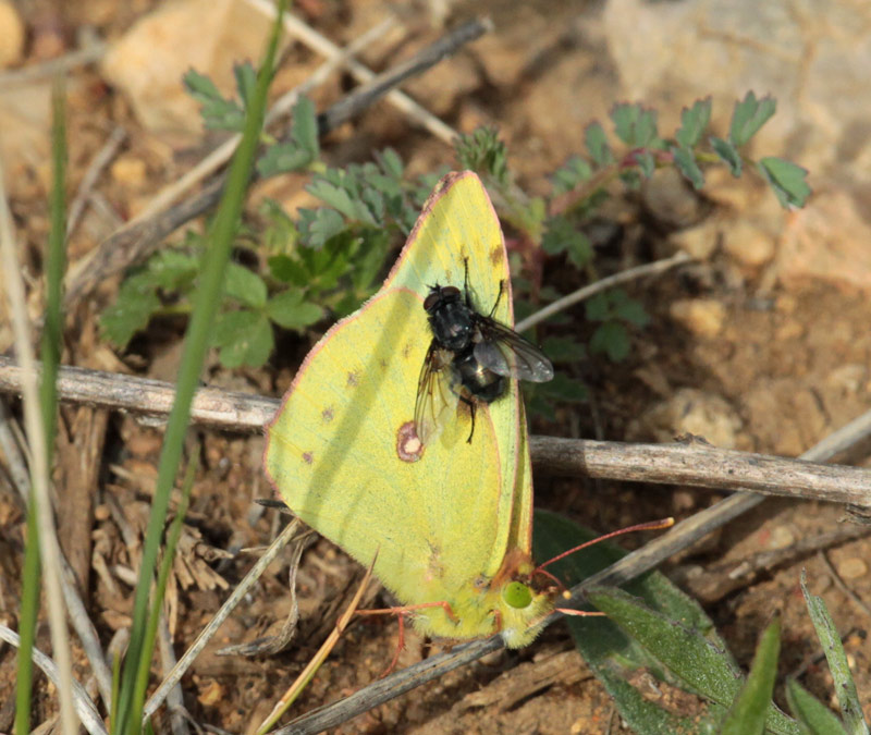 Papallona de l'alfals.