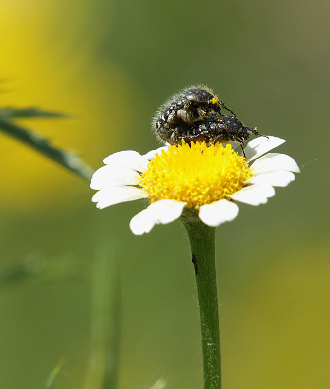 brunidora (Oxythyrea funesta)