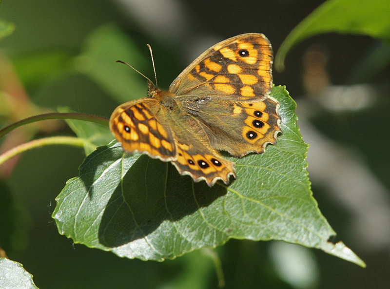 Papallona del gram (Pararge aegeria) .