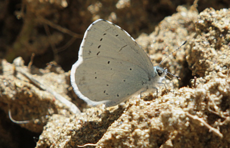 Celastrina argiolus.