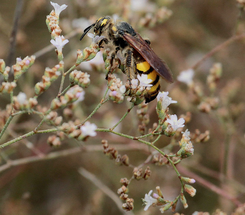 Scolia flavifrons  femella