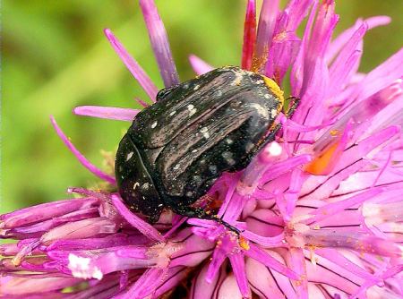 Oxythyrea funesta