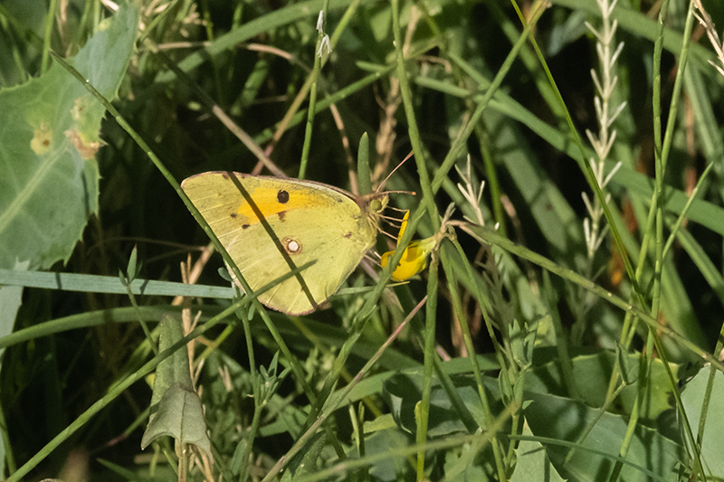 Safranera de l'alfals (Colias crocea)