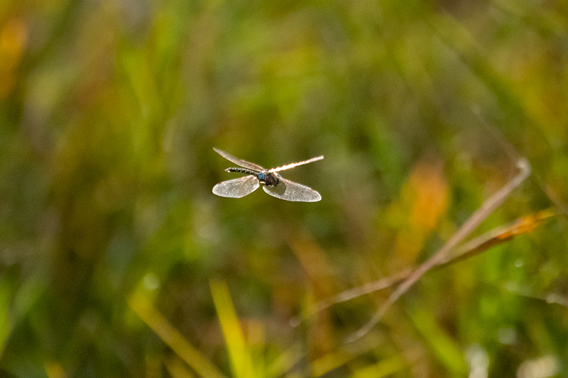 Anax imperator. Emperador blau.