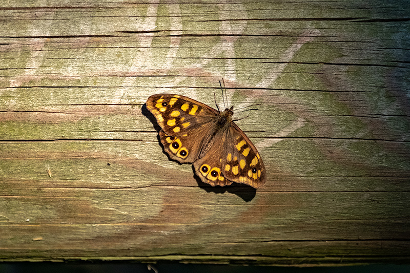 Bruna boscana (Pararge aegeria)