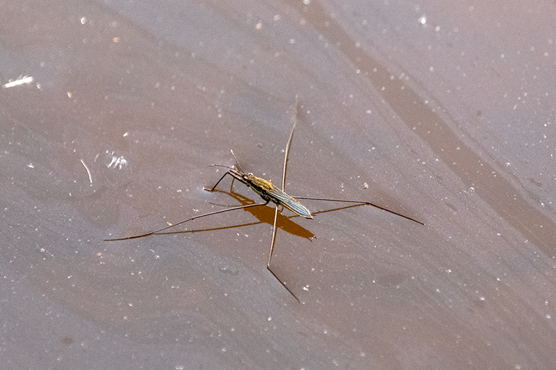 Sabater ( Gerris lacustris )