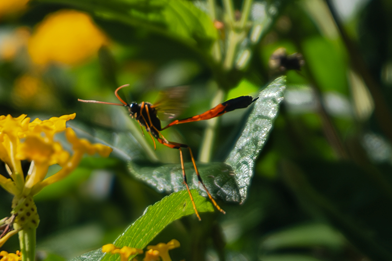 Vespa ( icneumónido.......... ? ) 02d02