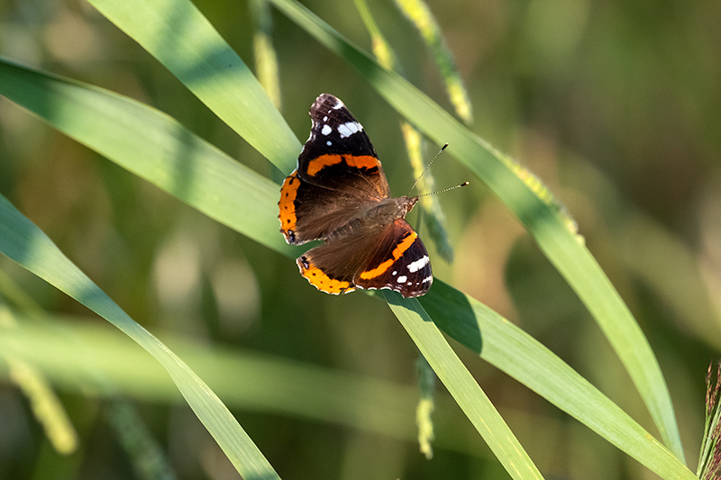 Atalanta (Vanessa Atalanta)