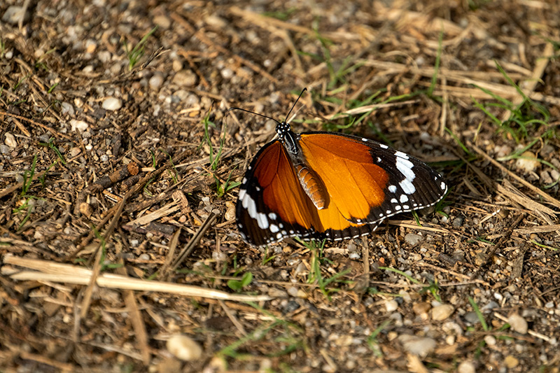 Papallona tigre (Danaus (Anosia) chrysippus)