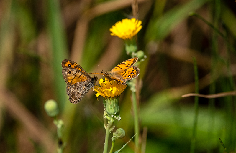 Margenera comuna (Lasiommata megera)