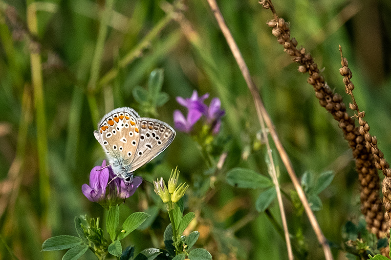 Blaveta comuna Lysandra bellargus .