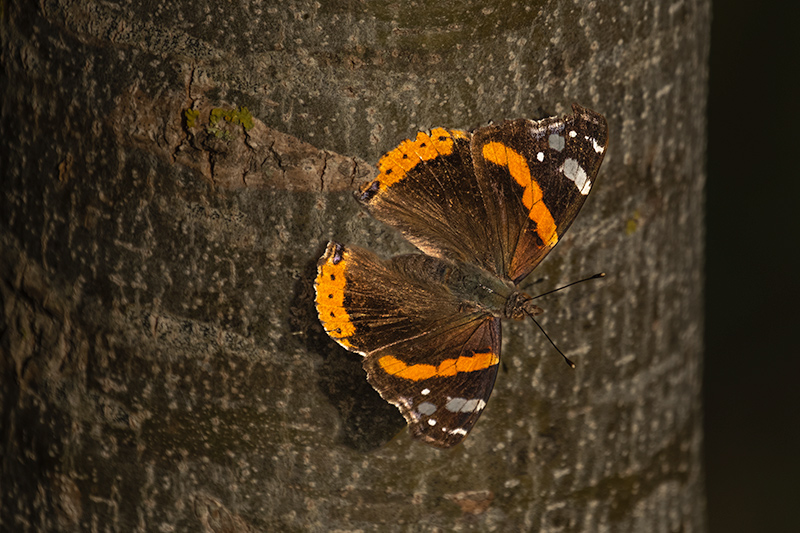 Atalanta. ( Vanessa atalanta )