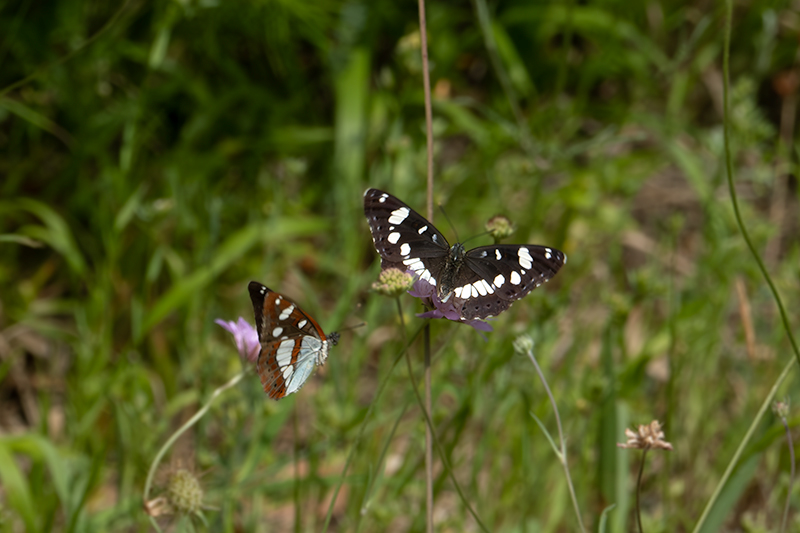 Nimfa boscana ( Limenitis camilla )