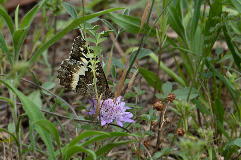 Bruixa (Brintesia circe)