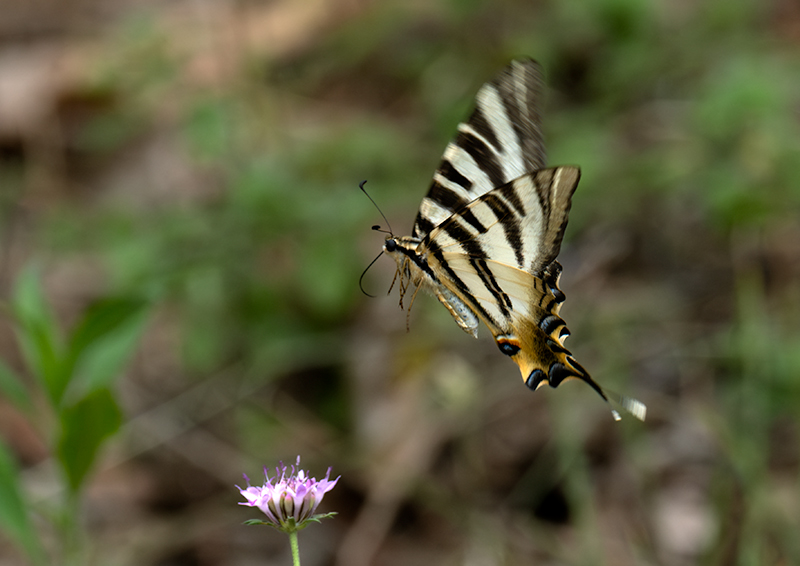 Zebrada (Iphiclides feisthamelii) 1d2