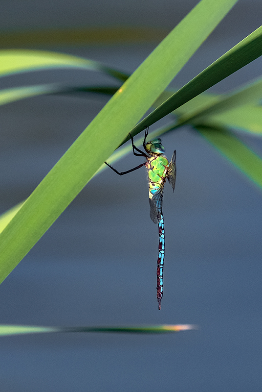 Anax imperator. Emperador blau. Crec !!