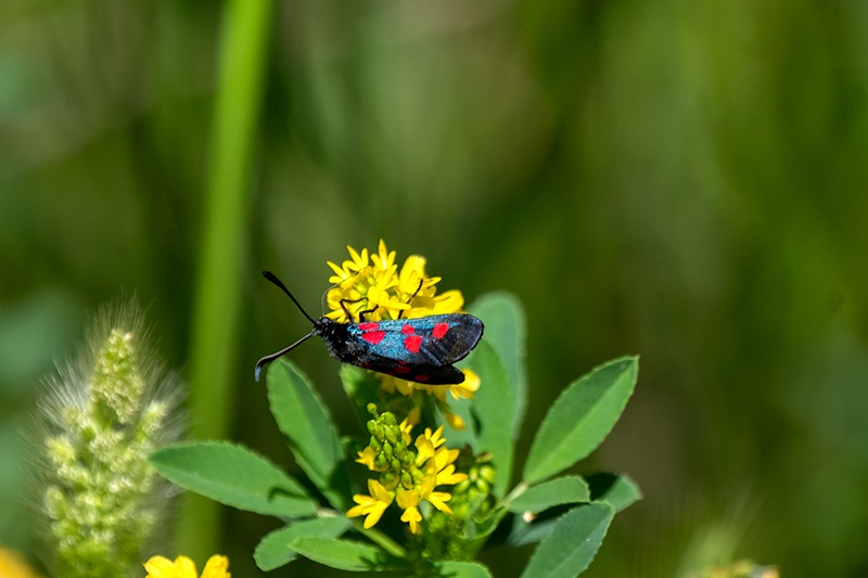 Zygaena trifolii