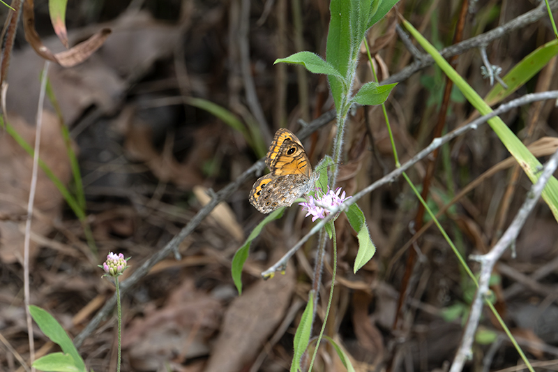 Margenera comuna ( Lasiommata megera )