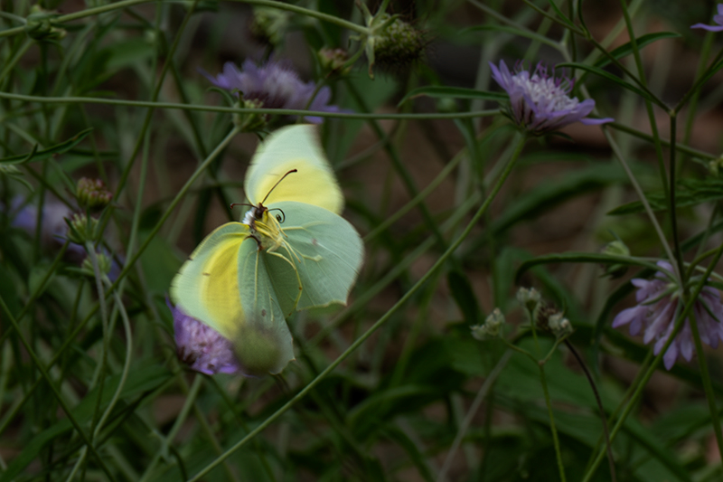 Cleòpatra (Gonepteryx cleopatra)