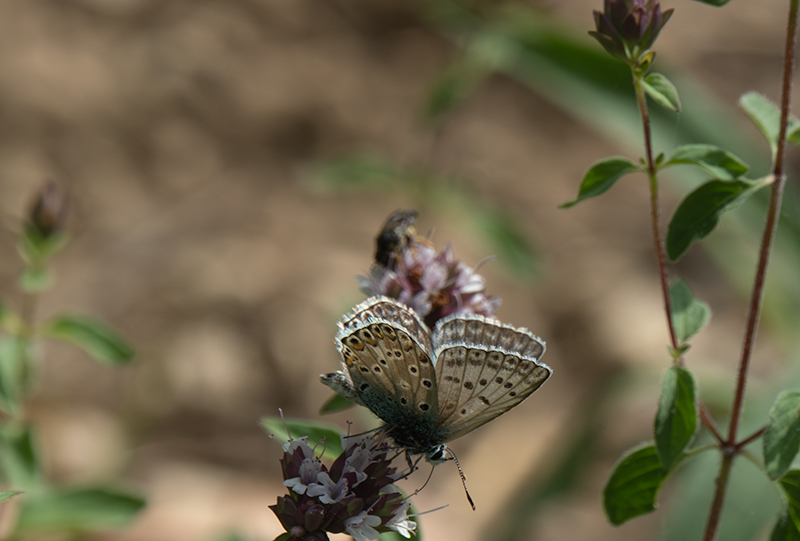 Blaveta comuna. ( Lysandra bellargus ) .