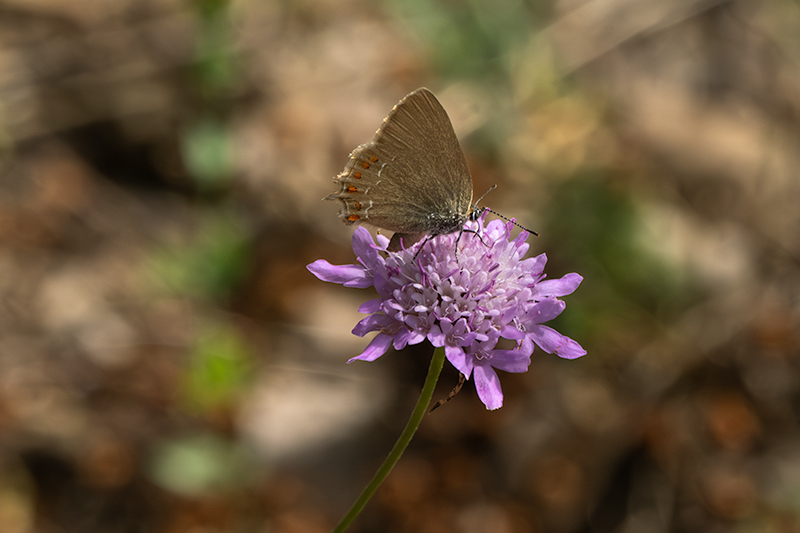 Blaveta comuna. ( Lysandra bellargus ) .