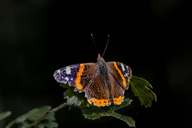 Atalanta (Vanessa Atalanta)