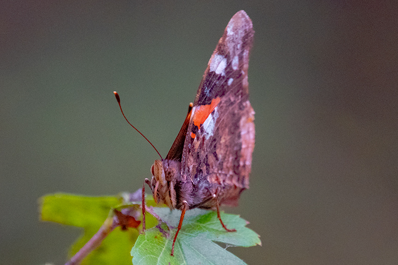 Atalanta (Vanessa Atalanta)