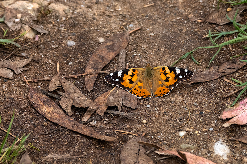 Migradora dels cards (Vanessa cardui)