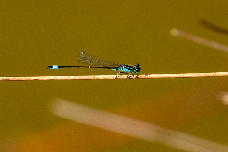 Damisel-la cua-blava. Ischnura-elegans